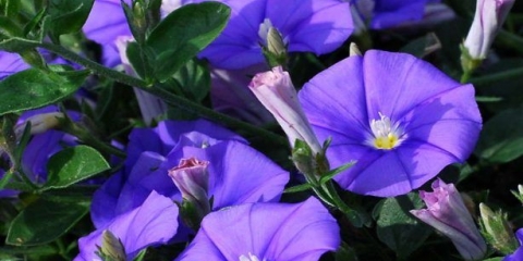 Ipomoea purpurea zvjezdani valcer (mješavina), nebeske zvijezde